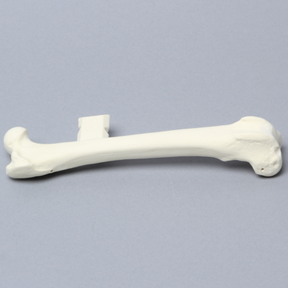 Canine Femur with Vise Attachment, Right