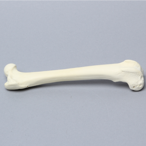 Canine Femur, Foam Cortical Shell, Right