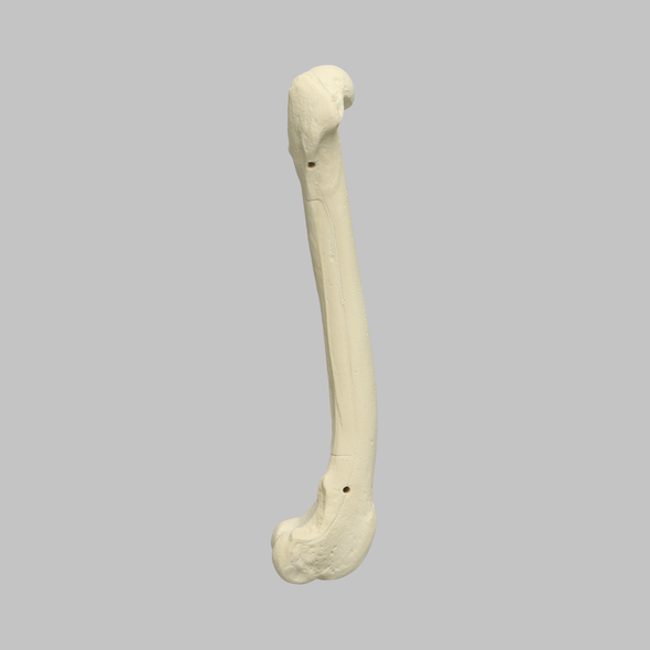 Canine Femur, Foam Cortical Shell, Right