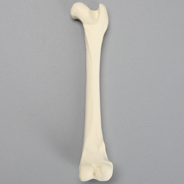 Canine Femur with Hollow Canal