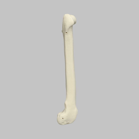 Canine Femur with Hollow Canal