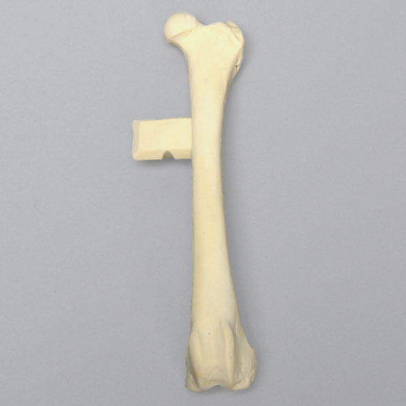 Canine Femur with Vise Attachment, Foam Cortical Shell, Medium
