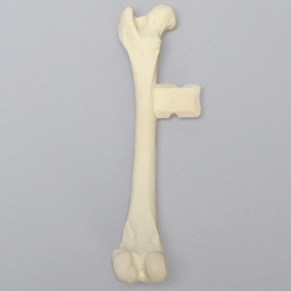 Canine Femur with Vise Attachment, Foam Cortical Shell, Medium