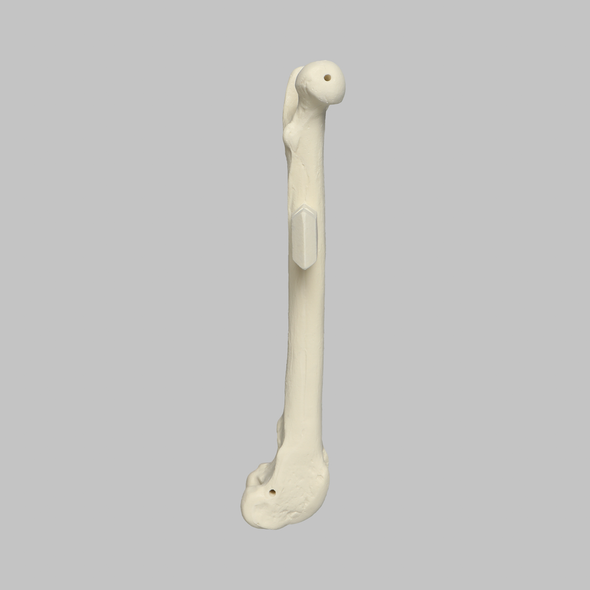 Canine Femur with Vise Attachment, Foam Cortical Shell, Medium