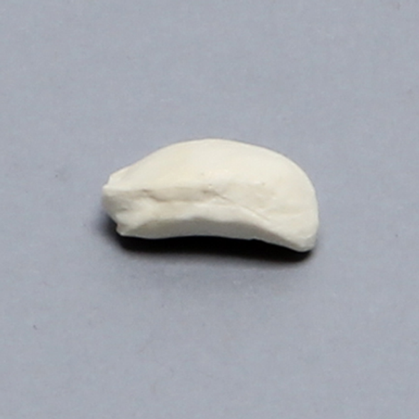Canine Patella, Solid Foam, Left