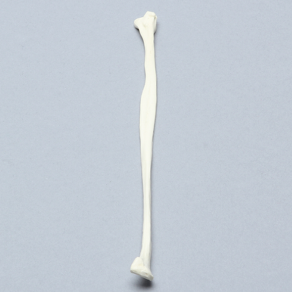Canine Fibula, Solid Foam, Right
