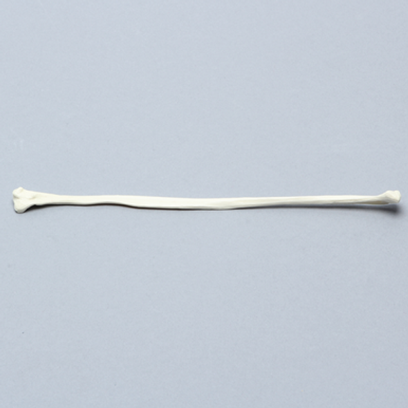 Canine Fibula, Solid Foam, Right