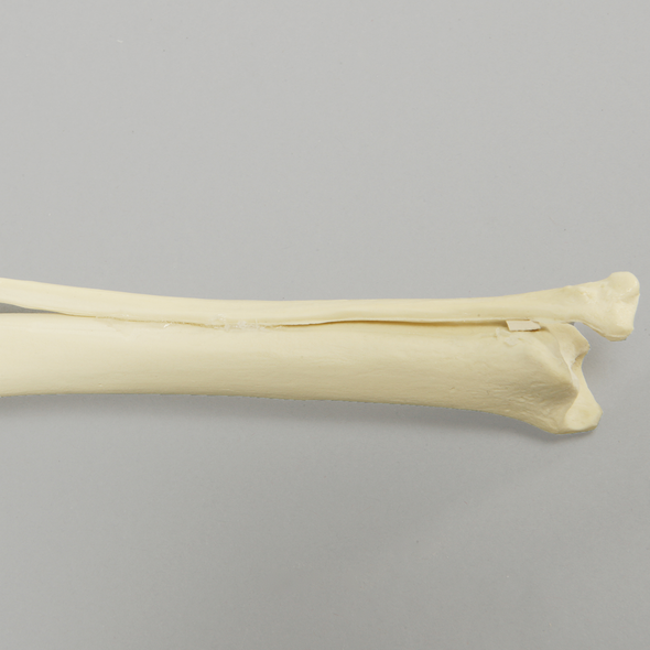 Canine Tibia/Fibula