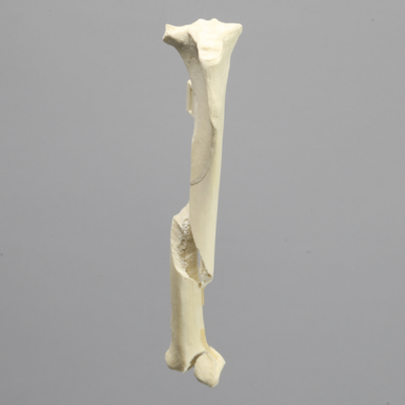 Canine Tibia with Long Spiral and Medial Malleolar Fractures, With Vise Attachment