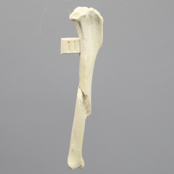 Canine Tibia with Long Spiral and Medial Malleolar Fractures, With Vise Attachment