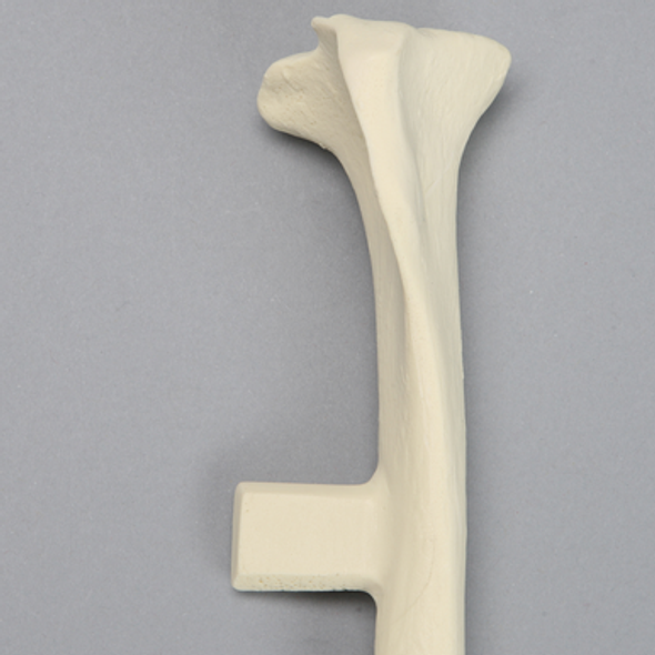 Canine Tibia with Vise Attachment, Solid Foam, Extra Large
