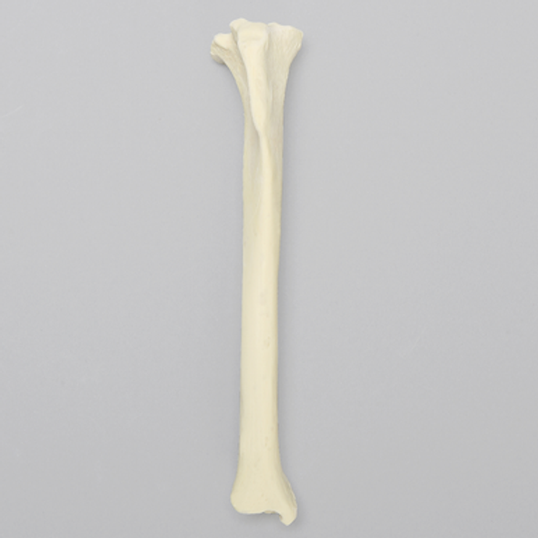 Canine Tibia, Solid Foam, Medium, Right