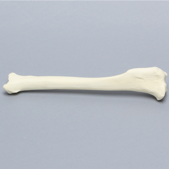 Canine Tibia, Foam Cortical Shell, Right