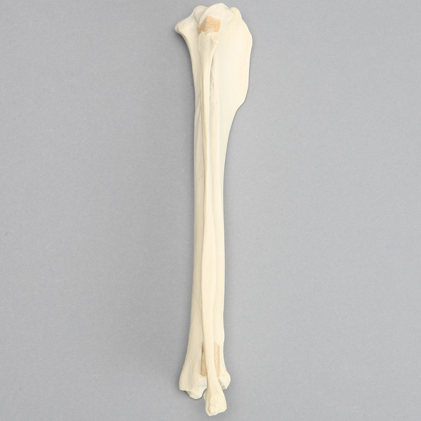 Canine Tibia/Fibula, Foam Cortical Tibia and Solid Foam Fibula
