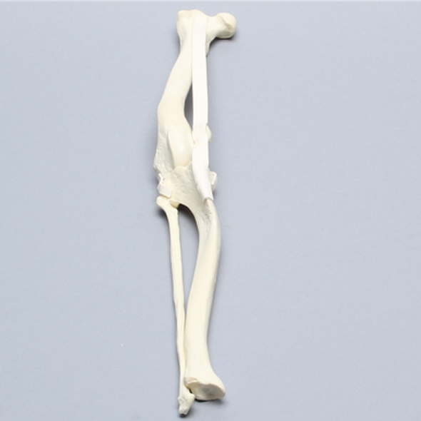 Canine Knee with Pathology