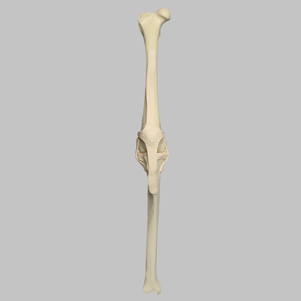 Canine Knee with Solid Femur and Foam Cortical Shell Tibia