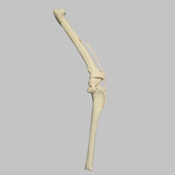 Canine Knee with Solid Femur and Foam Cortical Shell Tibia