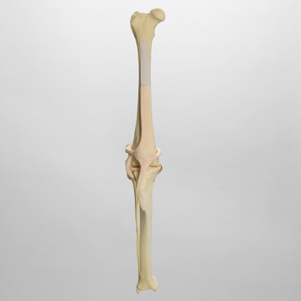 Canine Knee, Foam Cortical Shell, Right