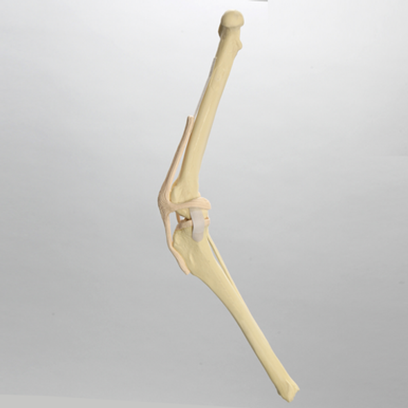Canine Knee, Foam Cortical Shell, Right