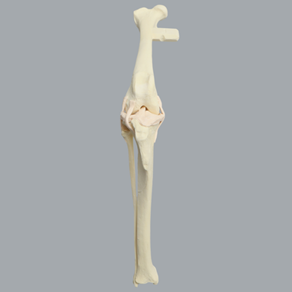 Canine Knee with Vise Attachment
