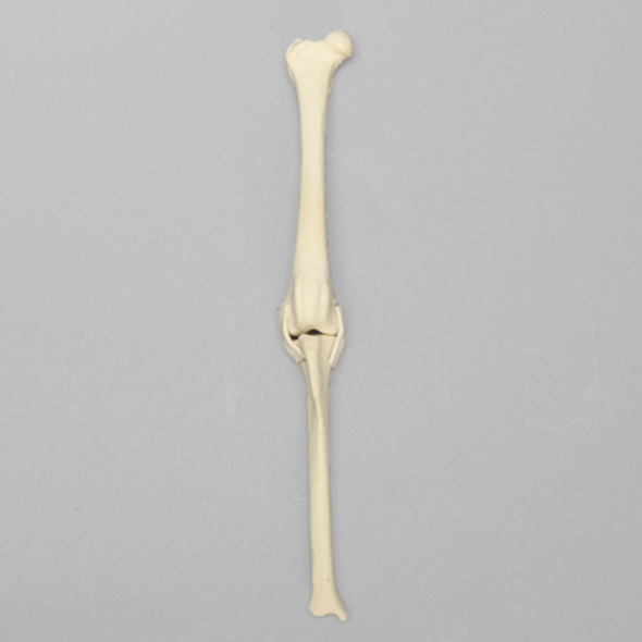 Canine Knee with MCL and LCL Ligaments, Toy Breed