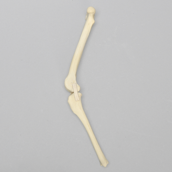 Canine Knee with MCL and LCL Ligaments, Toy Breed