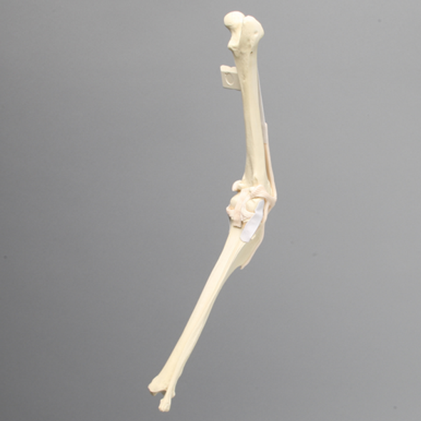 Canine Knee with Vise Attachment, Foam Cortical Shell