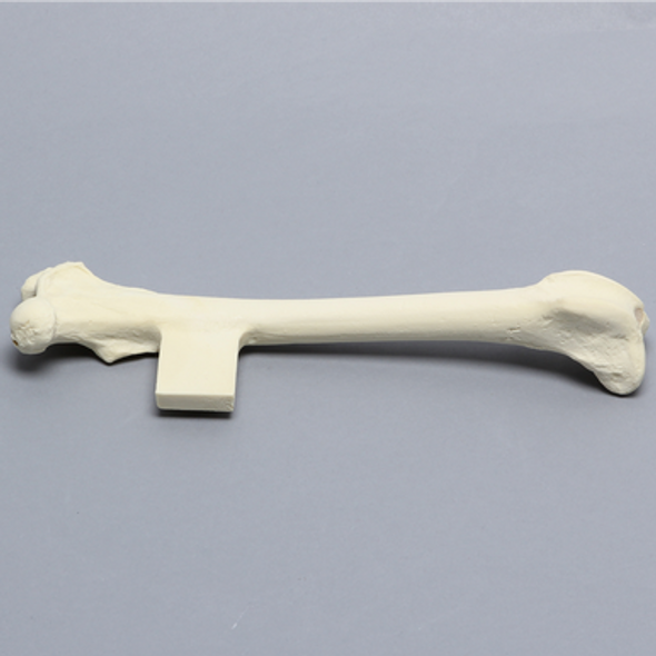 Canine Femur with Vise Attachment