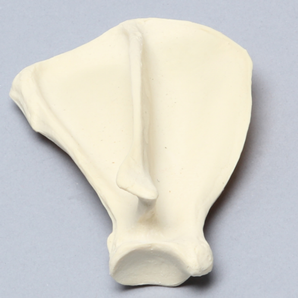 Canine Scapula