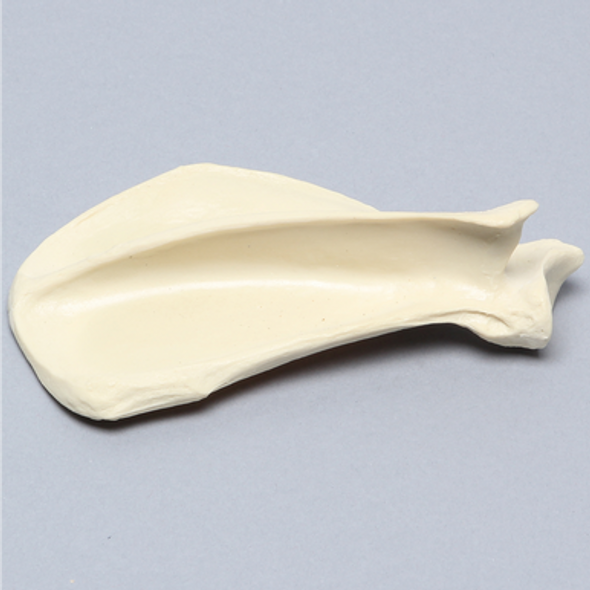 Canine Scapula