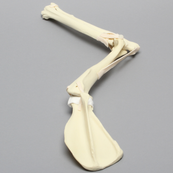 Canine Shoulder and Elbow