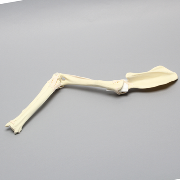 Canine Shoulder and Elbow