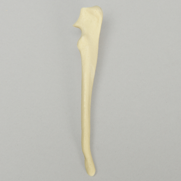 Canine Ulna, Toy Breed