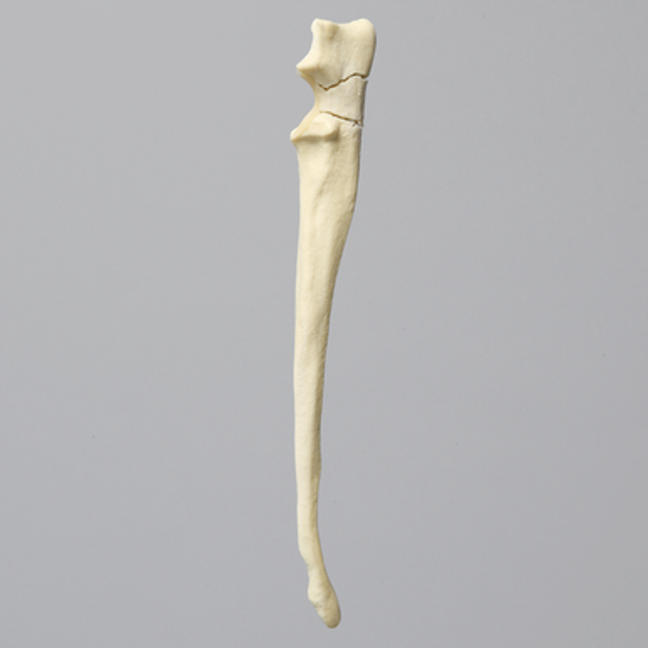 Canine Ulna with Three-Part Olecranon Fracture, Solid Foam