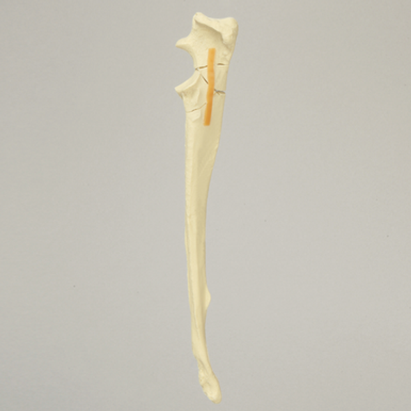 Canine Ulna with Comminuted Olecranon Fracture, Solid Foam