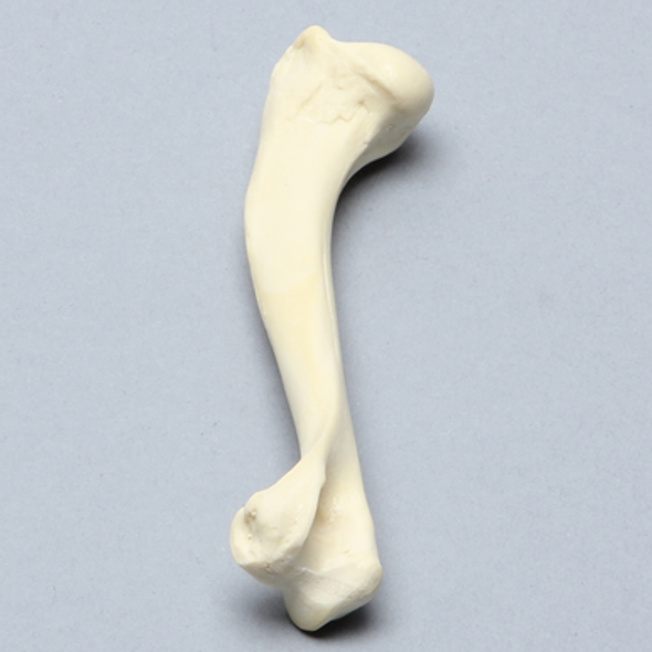 Canine Humerus, Foam Cortical, Small