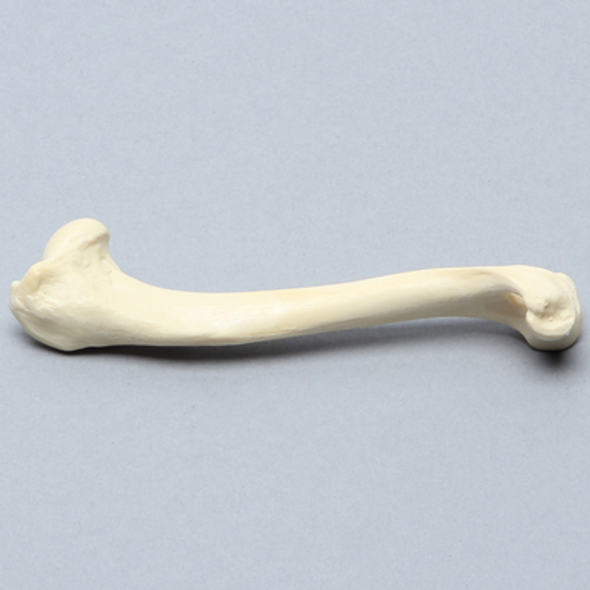 Canine Humerus, Foam Cortical, Small