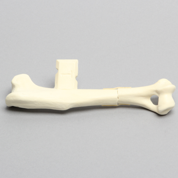 Canine Humerus with Distal Third Transverse Shaft Fracture, Solid Foam