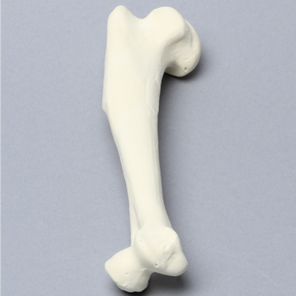 Canine Humerus, Solid Foam