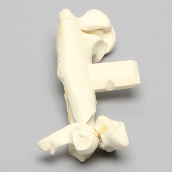 Canine Humerus with Multiple Fractures, Foam Cortical
