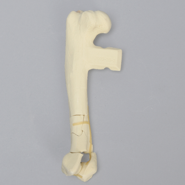 Canine Humerus with Fracture, Enlarged, Solid Foam