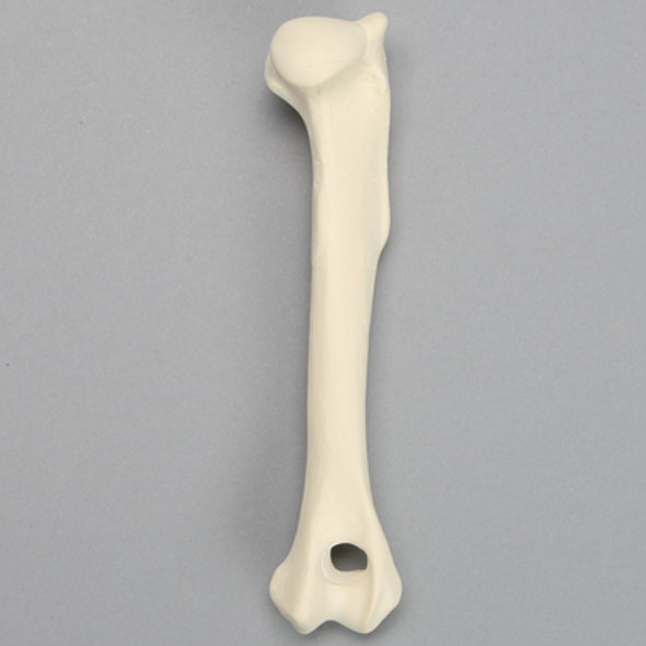 Canine Humerus, Foam Cortical