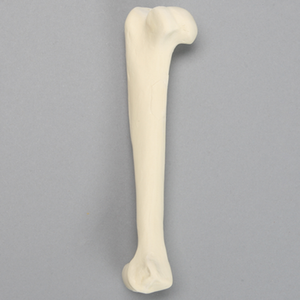 Canine Humerus, Foam Cortical