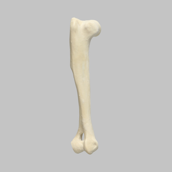 Canine Humerus with 13 mm Canal, Foam Cortical