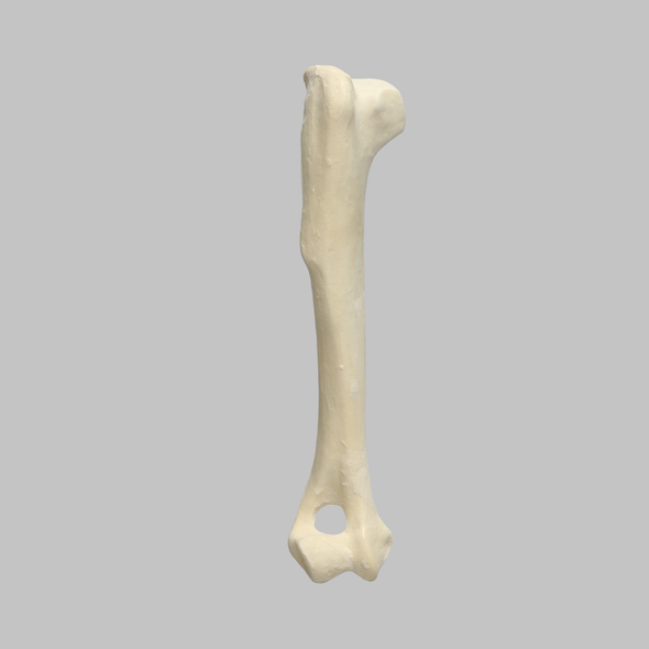 Canine Humerus with 13 mm Canal, Foam Cortical