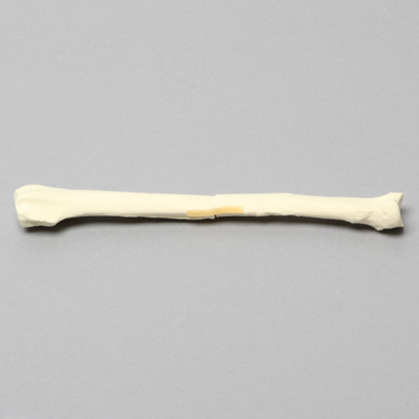 Canine Radius with Midshaft Transverse Fracture, Solid Foam, Left