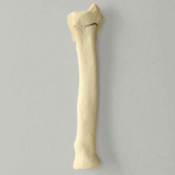 Canine Radius with Distal Transverse Fracture, Solid Foam, Small