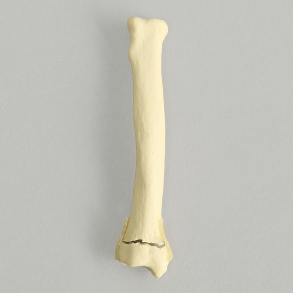 Canine Radius with Distal Transverse Fracture, Solid Foam, Small