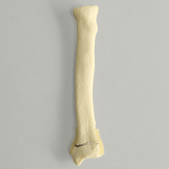 Canine Radius with Distal Transverse Fracture, Solid Foam, Small