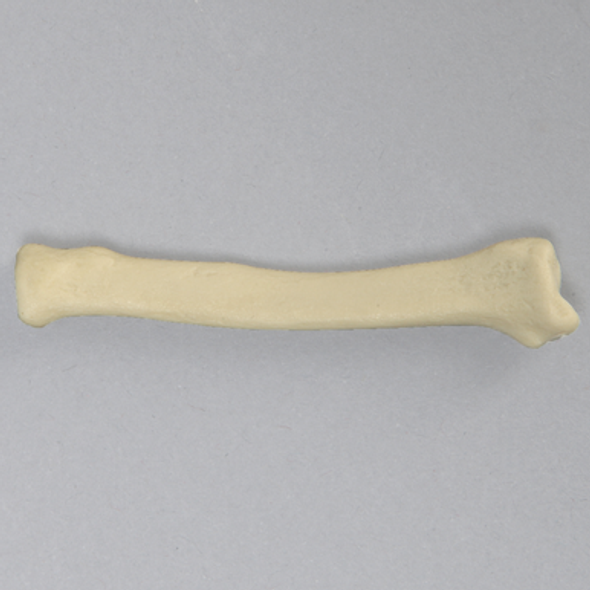Canine Radius, Solid Foam, Small